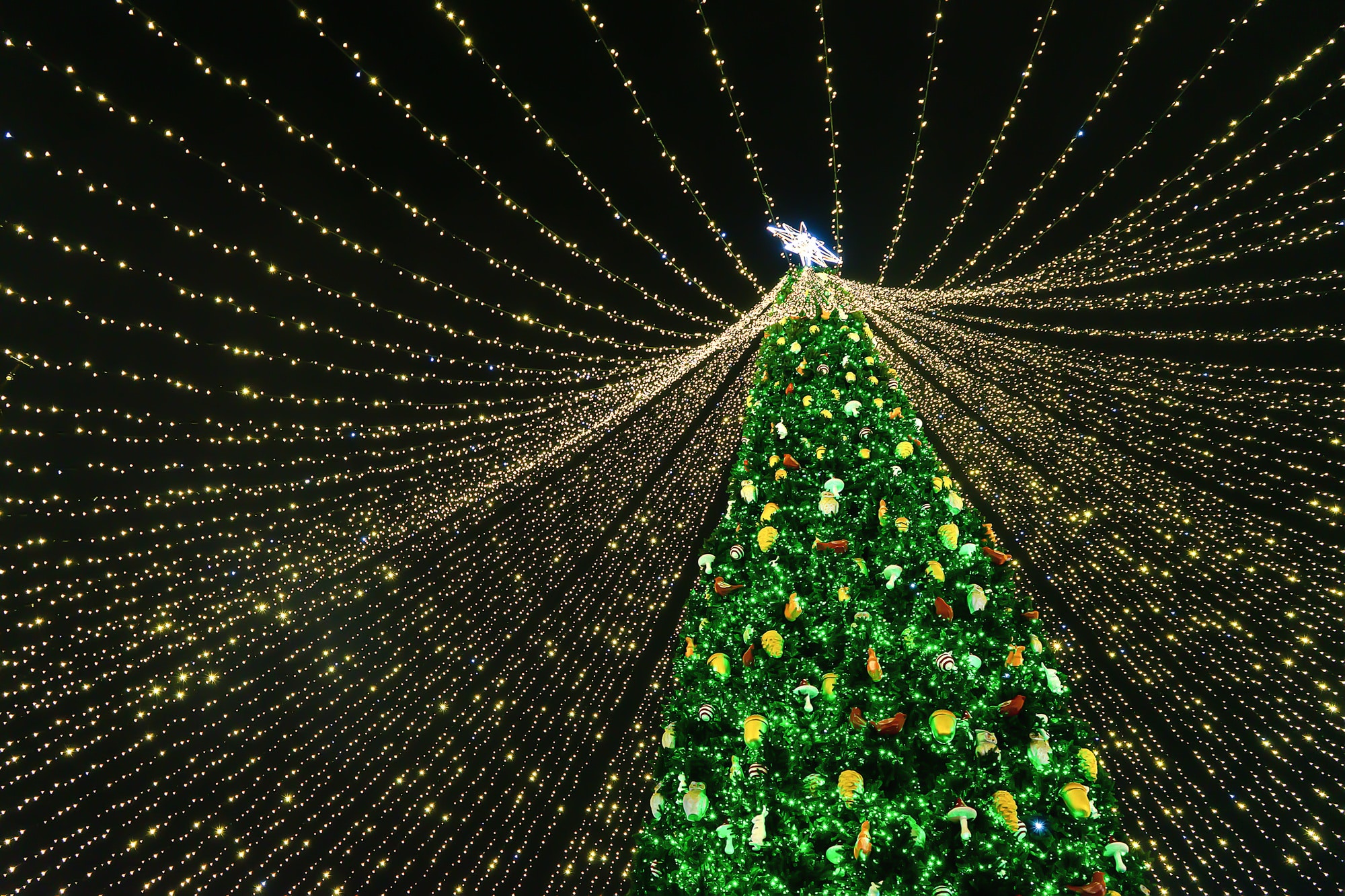 Holiday Lights Tours